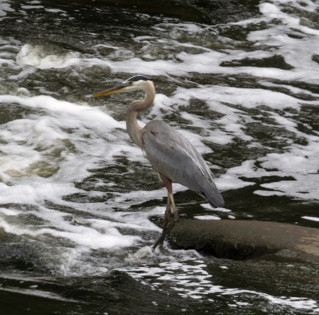 Great Blue Heron - Bryan Park, VA - by Ethan