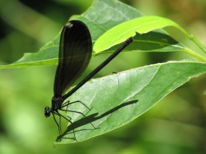 Female damselfly - you can JUST make out the white spots on her wingtips.