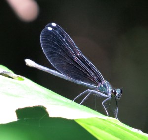 White spots on her wing tips - so feminine 