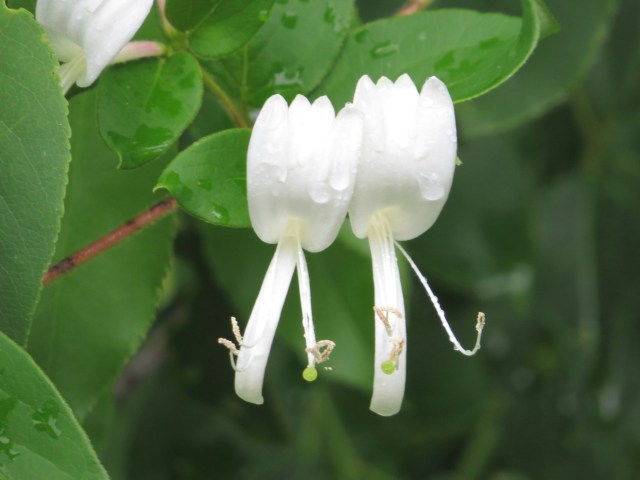 At one time lush and graceful.