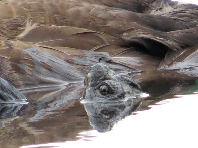 A dead Canada Goose and a live Snapping Turtle - Life Lives on Life