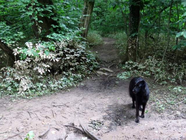 Mud line on the leaves on the left side, Mackey to the right.