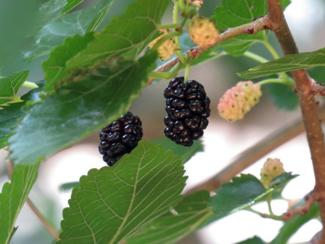 A delicious mulberry. Looks like a blackberry but no thorns, plus tastes much different.