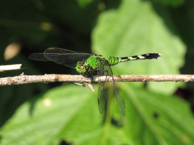 Eastern Pondhawk - magnificent 