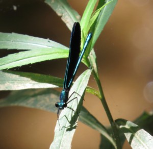 Male damselfly