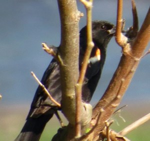 A little blurry but you can see his whole head
