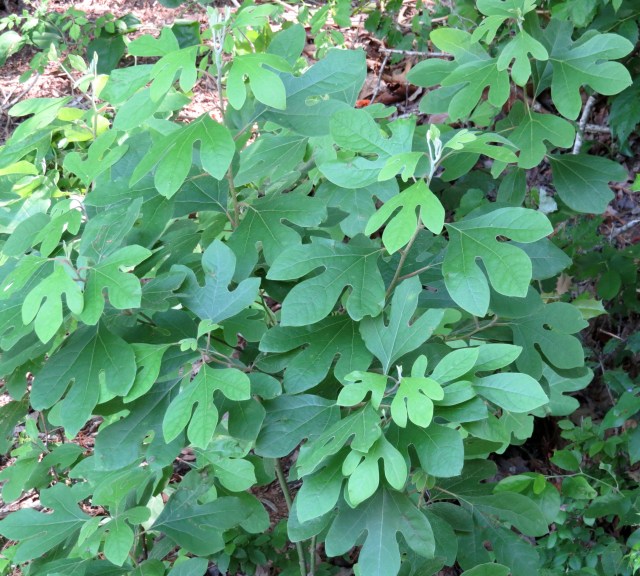 DELICIOUS sassafras - the roots make tea that tastes JUST like root beer!
