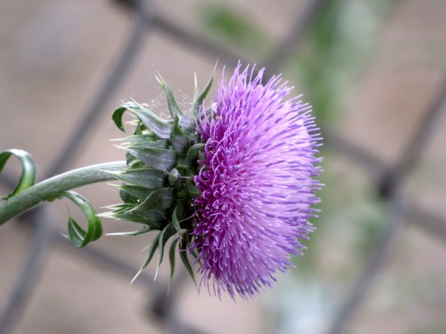 Thistle by the train tracks