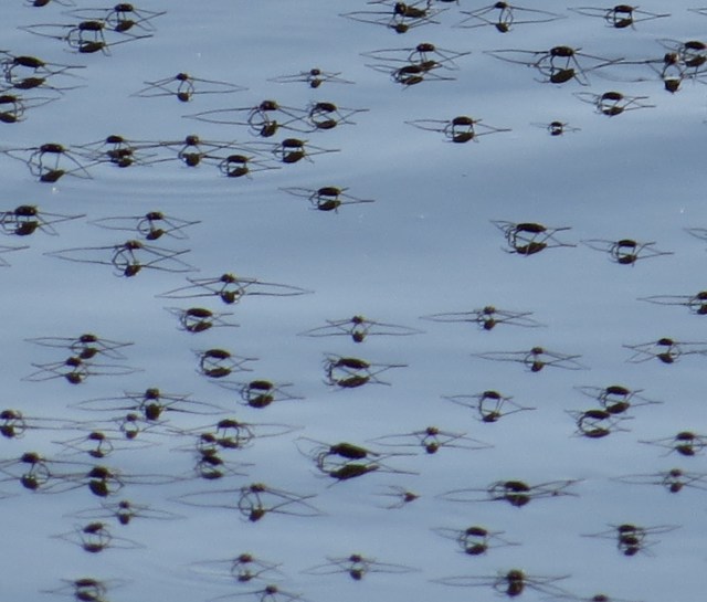 Waterbugs are so much fun to photograph