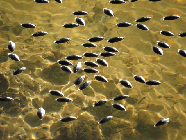 Actual living bugs on the surface of the water. This is just too much fun. 