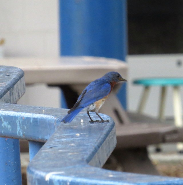 Bluebird on a blue rail