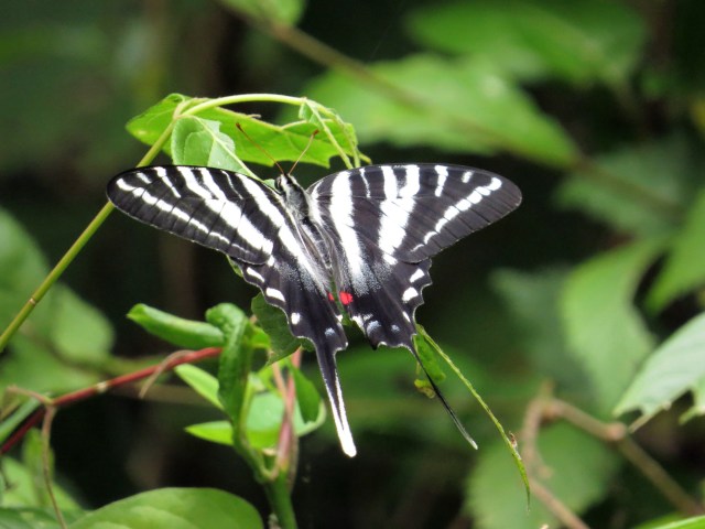 Zebra swallowtail. What an amazing beauty.