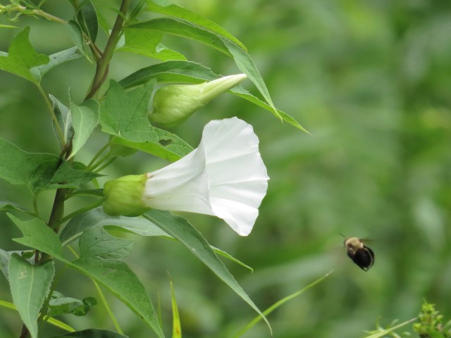 Flying toward a flower