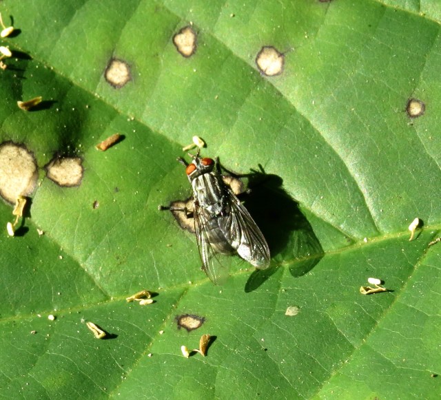 Common housefly - Musca domestica 