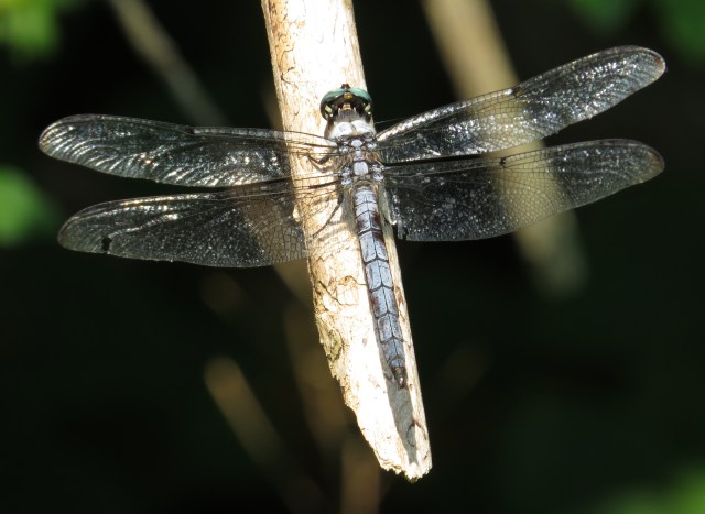Handsome old guy - getting on in years. Getting on in hours, in his case. Or days. 