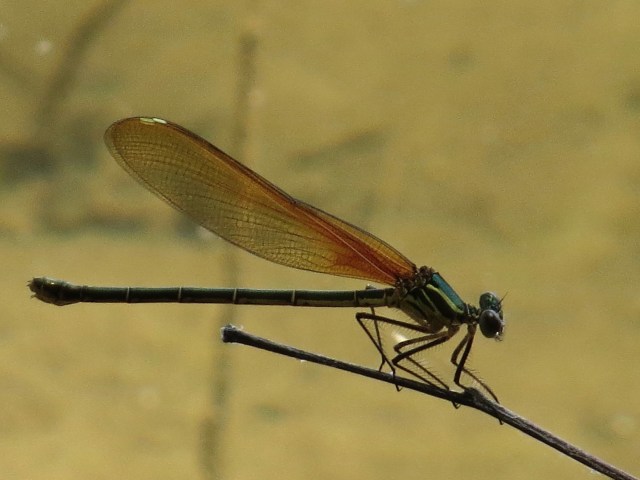 A striking new damselfly