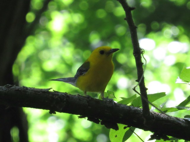 It's the same bird. Won't it be great when I can compose a shot like this in light like the one above? Stay tuned! 