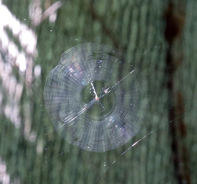 Some animals LOVE mosquitoes! For breakfast.