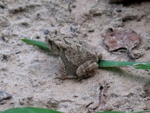 Holding down a blade of grass