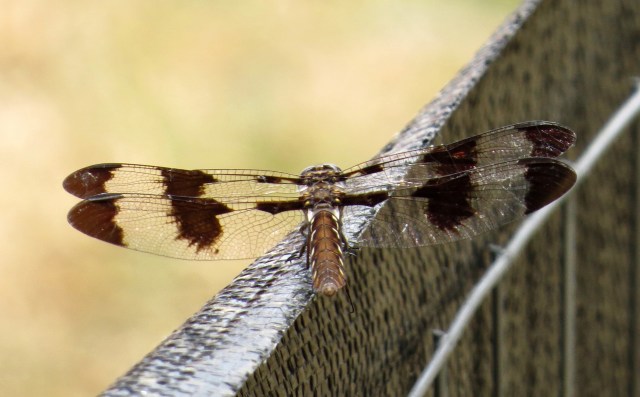 Female Common Whitetail Skimmer, pausing