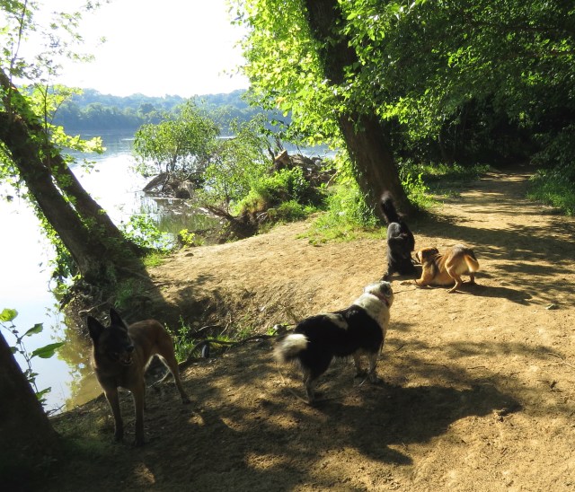 Mackey and Lola having fun, Luna supervising (she's a Border Collie, of course), Turner looking to me for guidance. I had none to offer. 