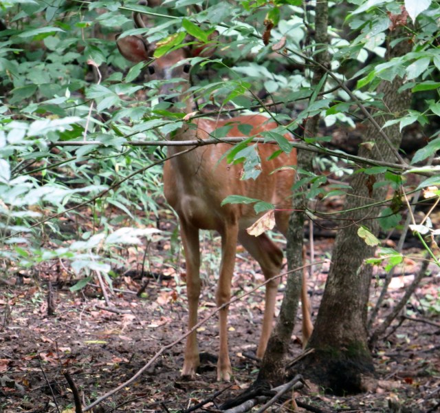 Shy little guy - see his little antlers?