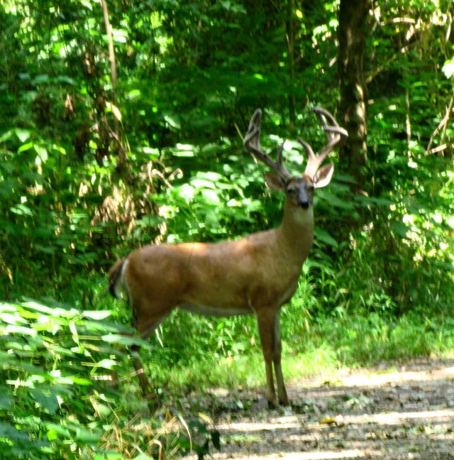 I still can't get over the way this guy looks. That's w/in ~5 minutes walk from the big parking lot. Incredible.
