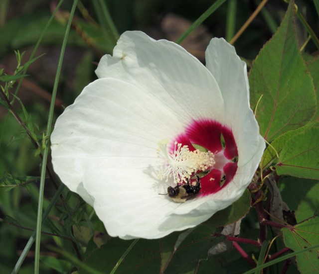 The FIRST flower with a bee inside I photographed today 