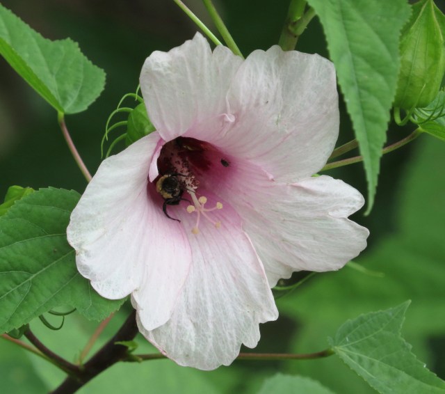 The SECOND flower picture I took with a bee inside - the same day. 