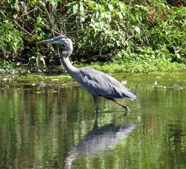 Elegant and clumsy in the same bird