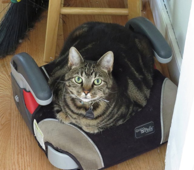 Gerald thinks this car seat might be re-purposed.