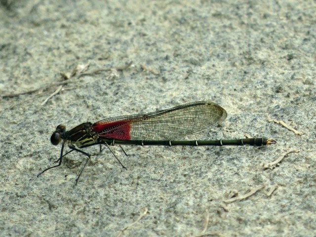I don't get tired of these damselflies. There are so many.