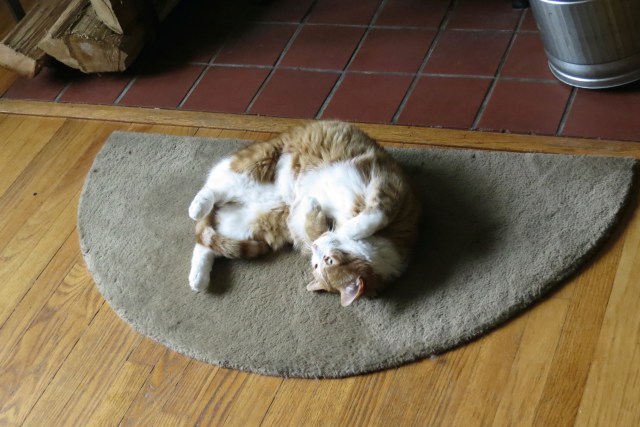 See what I mean? Dash lies around actively. 