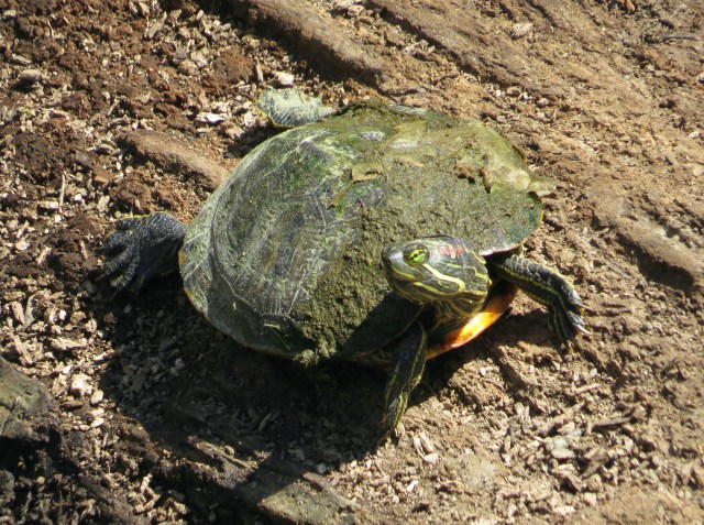 Algae covered Red-eared Slider? Possibly? 