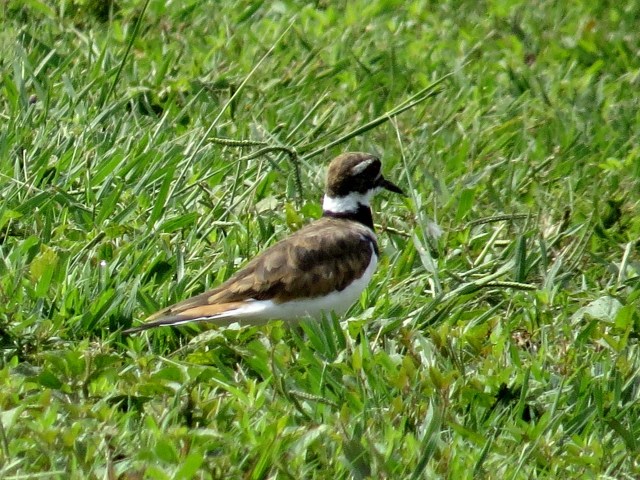 Killdeer - Charadrius vociferus