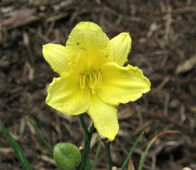 Cheerful yellow day lily