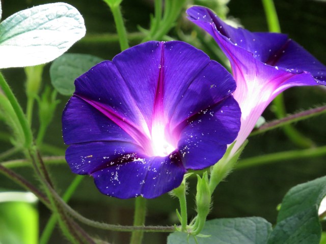 These are unretouched - I just point and shoot and post. Astonishing.