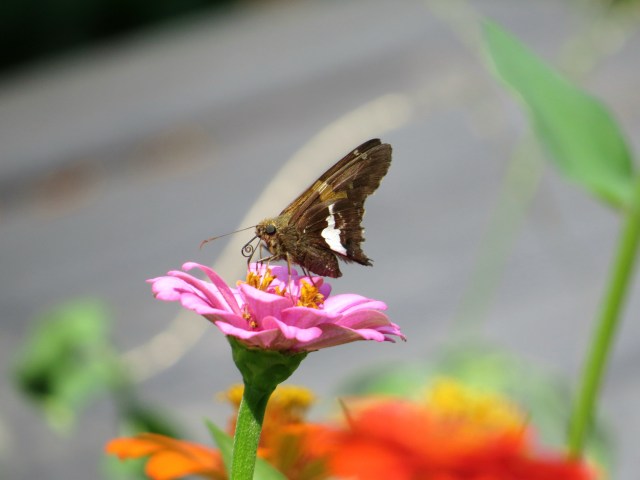 Everybody loves these zinnias!