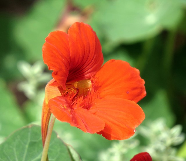 Orange Nasturtium