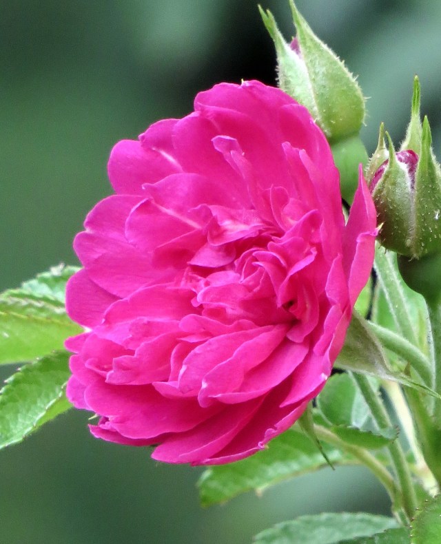 So pink it looks like it has a power supply hidden somewhere