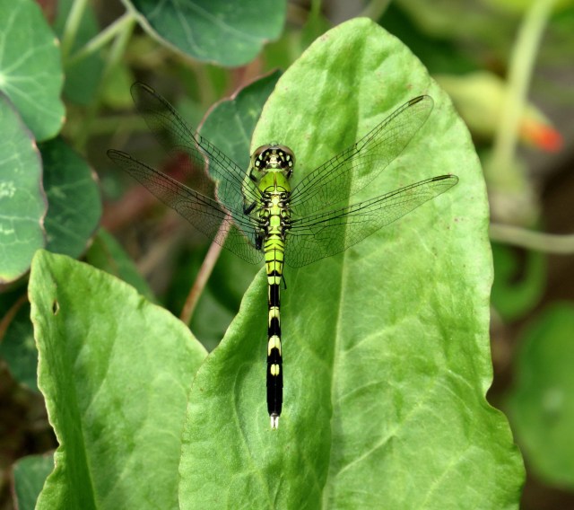 What a beauty! And no river in sight!