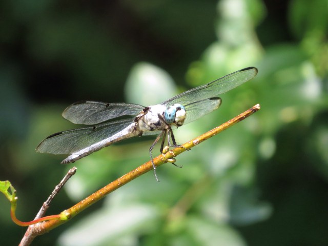 Great Blue Skimmer (Libellula vibrans)