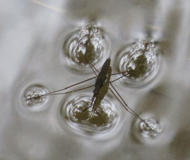 Sometimes we walk in air, sometimes on sunshine, this insect is walking on water. Maybe just standing there.