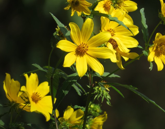 If I were the sun I'd love to shine on flowers like these 