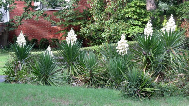 Beautiful. And very, very tough. 