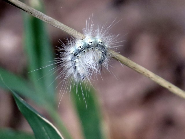 Fall Webworm - Hyphantria cunea