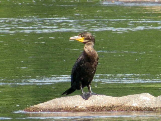 Double-crested Cormorant. 