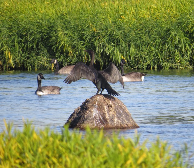 Cormorant drying its wings (maybe)