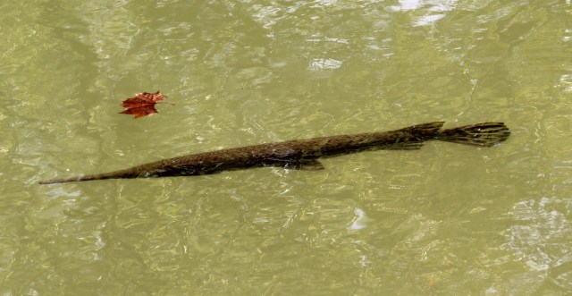 Longnose gar swimming in the canal behind Starbucks River Road