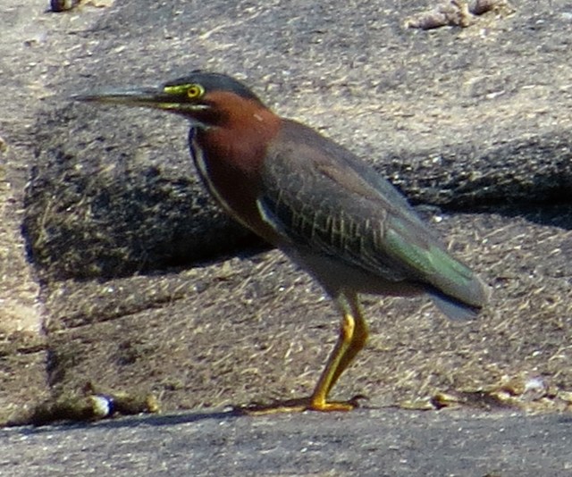 I just like the privilege of even seeing these birds. 